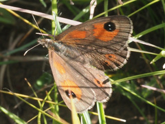 Pseudonympha paludis