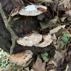 Daedaleopsis confragosa