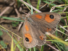 Pseudonympha paludis