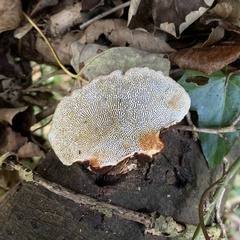 Daedaleopsis confragosa