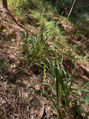 Chasmanthium sessiliflorum