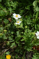 Anemonastrum fasciculatum