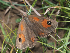 Pseudonympha paludis