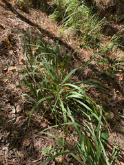Chasmanthium sessiliflorum
