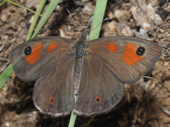 Pseudonympha paludis