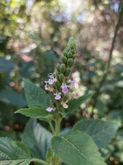 Teucrium vesicarium