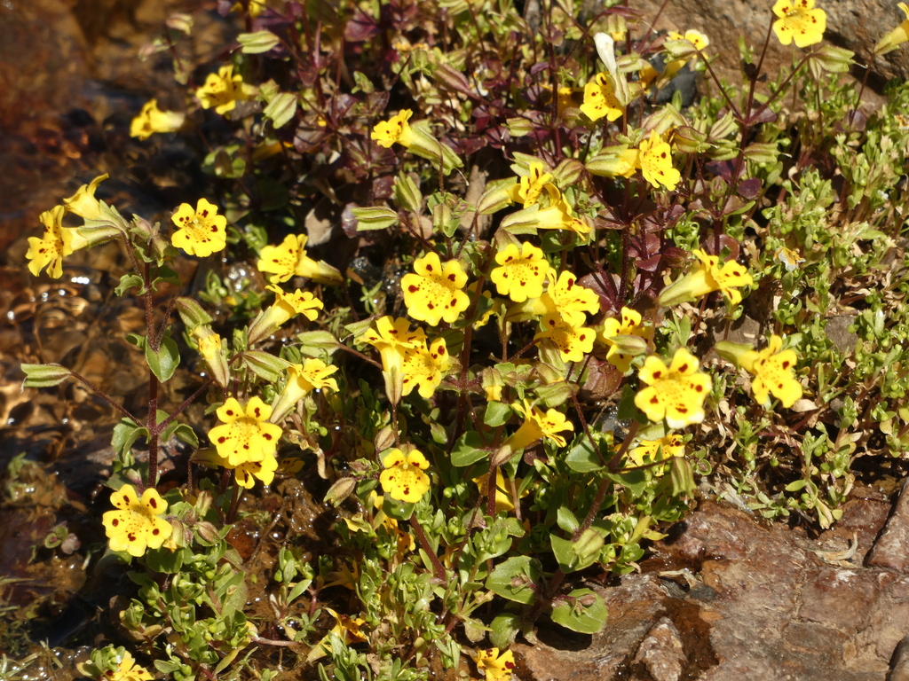 Erythranthe bridgesii