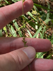 Chasmanthium sessiliflorum