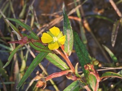 Ludwigia perennis