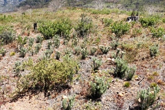 Phylica pubescens