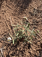Melampodium leucanthum
