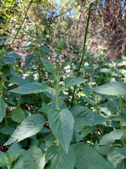 Teucrium vesicarium