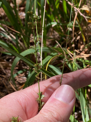 Chasmanthium sessiliflorum
