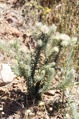 Phylica pubescens