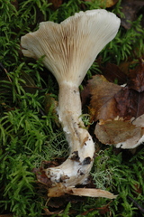 Clitocybe phyllophila