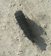 Nyctophila reichii