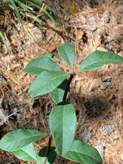 Sideroxylon lanuginosum