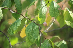Prunus mexicana