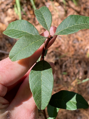 Sideroxylon lanuginosum