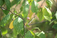 Prunus mexicana