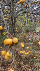 Crataegus mexicana