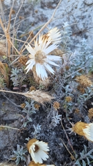 Helichrysum retortum