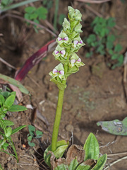Disperis renibractea