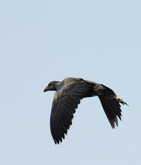 Porphyrio madagascariensis