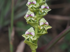 Disperis renibractea