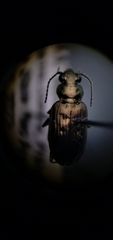 Bembidion cheyennense