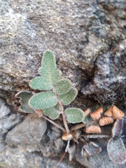 Astrolepis integerrima