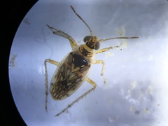 Saldidae