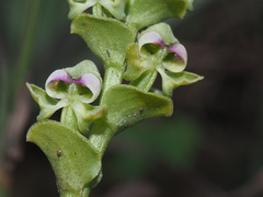 Disperis renibractea