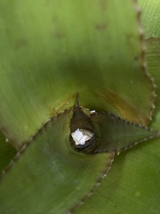 Dendropsophus leucophyllatus