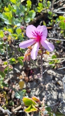 Pelargonium betulinum