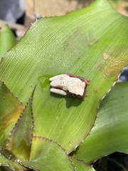Dendropsophus leucophyllatus