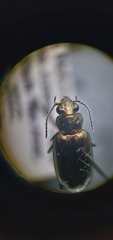 Bembidion cheyennense