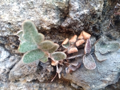 Astrolepis integerrima