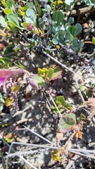 Pelargonium betulinum