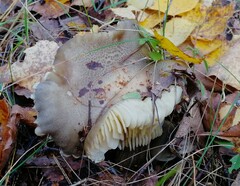 Tricholoma saponaceum