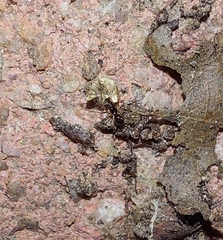 Trachelidae