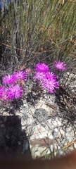 Lampranthus