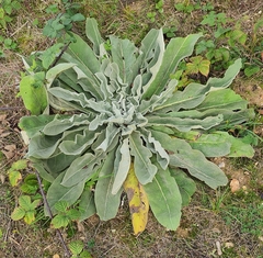 Verbascum pulverulentum