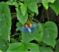 Egybolis vaillantina