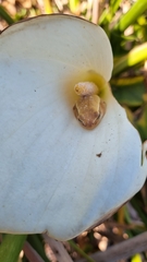 Hyperolius horstockii