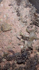 Trachelidae