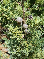 Cupressus sargentii