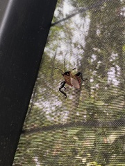 Pachylis pharaonis