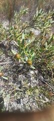 Leucadendron glaberrimum glaberrimum