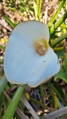 Hyperolius horstockii